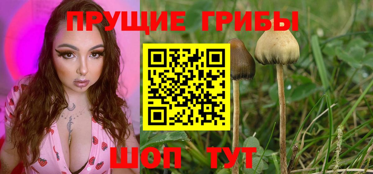 Грязи  где можно купить наркотик  Вход с VPN  Псилоцибиновые грибы Psilocybe 